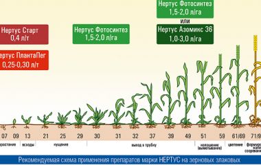 Качественно подготовленные семена – первый шаг к высокому урожаю Качественно подготовленные семена – первый шаг к высокому урожаю