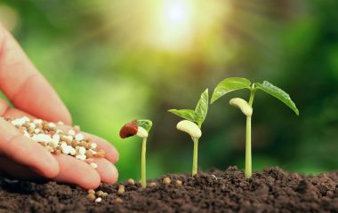 Применение минеральных удобрений Применение минеральных удобрений