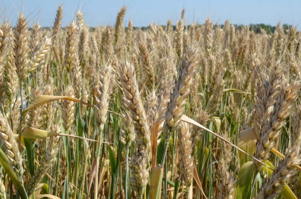 Насіння озимої пшениці КАТРУСЯ ОДЕСЬКА, ЕЛІТА