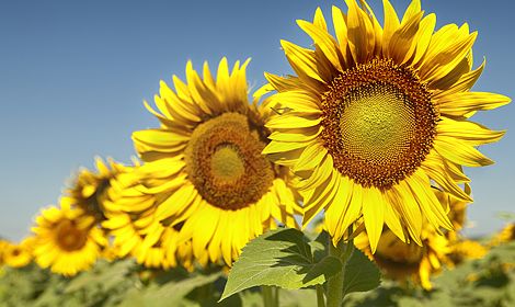 Семена подсолнечника КАРЛОС 115