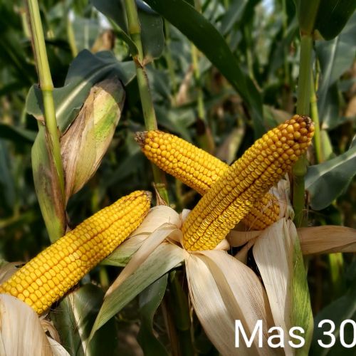 Семена кукурузы MAS 306.Р (Мас 306.Р), ФАО 300 (MAS Seeds) МАКСИМ XL+АГРОСТАРТ+ФОРС ЗЕА