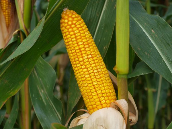 Семена кукурузы среднеранние Mas 24.C