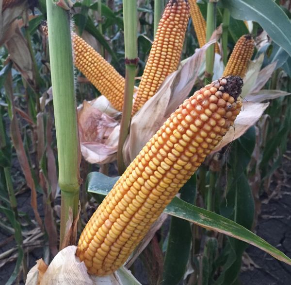 Высокоурожайные семена кукурузы Mas 25.F