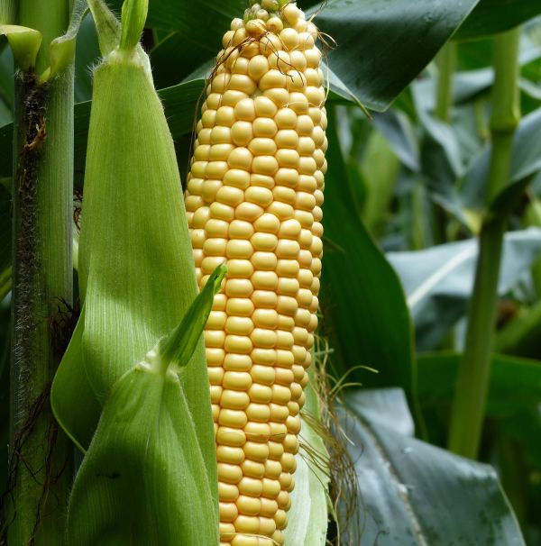 Качественные семена кукурузы Mas 28.A