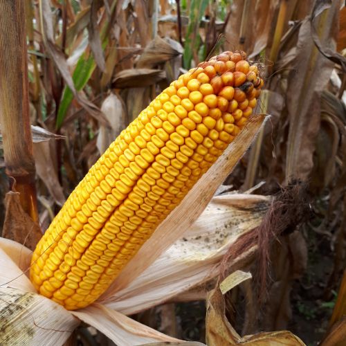 Семена среднеспелой кукурузы MAS 34.B