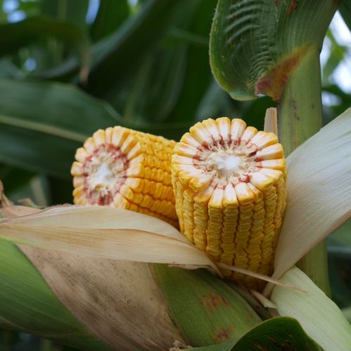 Семена кукурузы MAS 45.M