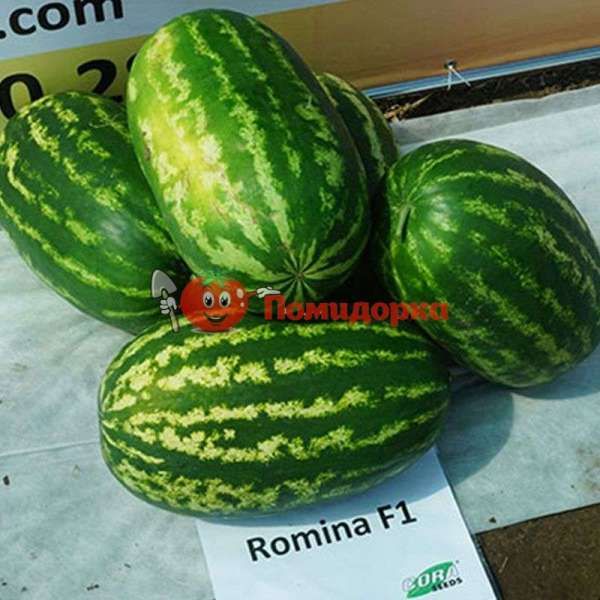 Арбуз РОМИНА F1 | ROMINA F1 cora seeds, Фасовка - 500 семян