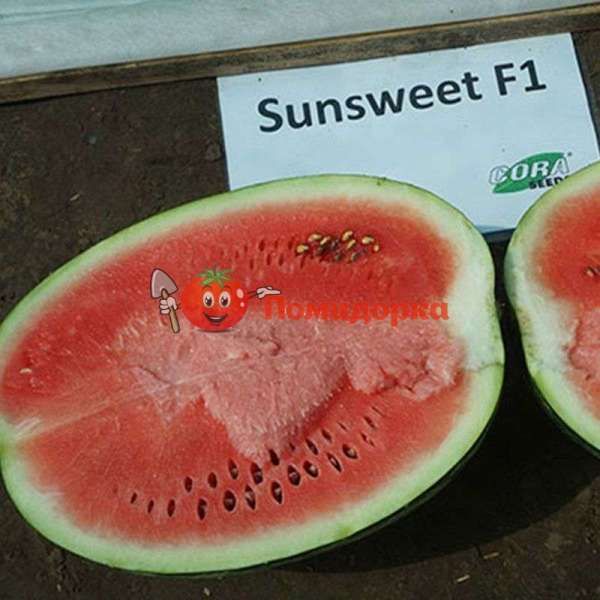 Арбуз САНСВИТ F1 | SUN SWEET F1 cora seeds, Фасовка - 500 семян