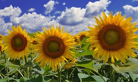 Насіння соняшника АТІЛЛА Екстра