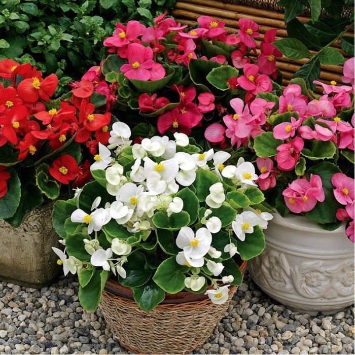 Бегония Бада Бинг F1 | Begonia semperflorens Bada Bing F1 syngenta flowers, Фасовка - Розовый биколор - 200 семян
