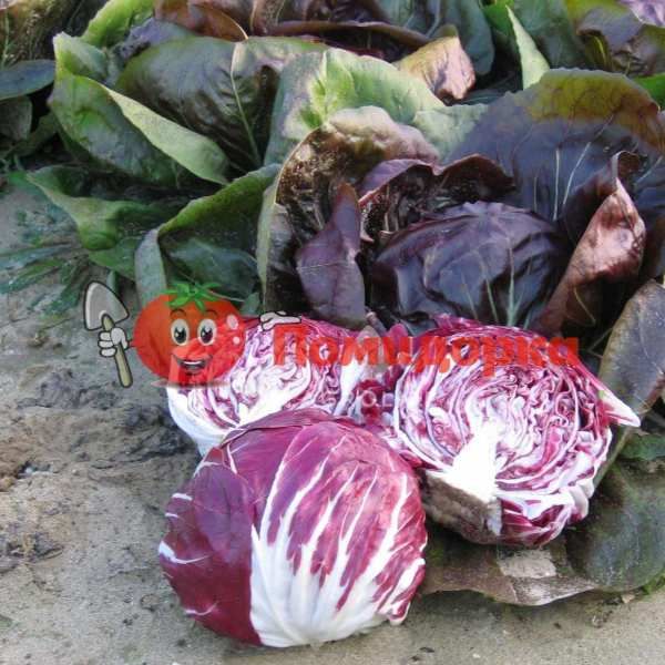 Цикорий салатный головчастый ИНДИГО | INDIGO Bejo, Фасовка - 5000 семян