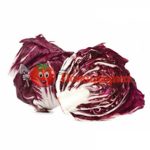 Цикорий салатный головчастый ЛЕОНАРДО | LEONARDO Bejo, Фасовка - 5000 семян