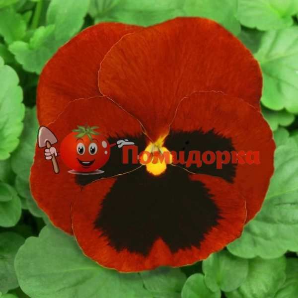 Фиалка Dynasty F1 (Viola x wittrockiana) Red Blotch Kitano, Фасовка - 100 семян