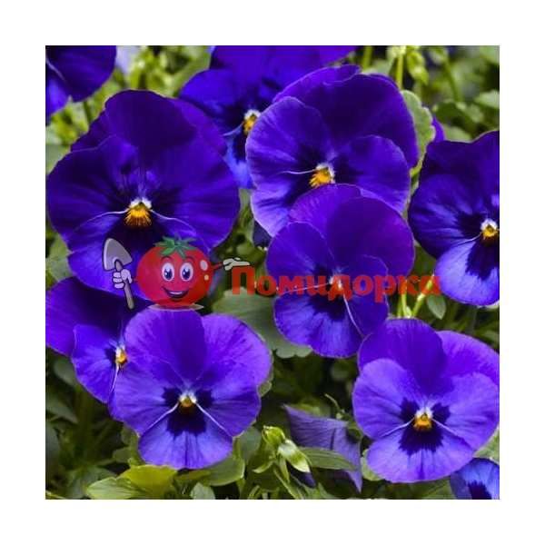 Фиалка Pansy F1 (Viola x wittrockiana) Blue Blotch Kitano, Фасовка - 500 семян