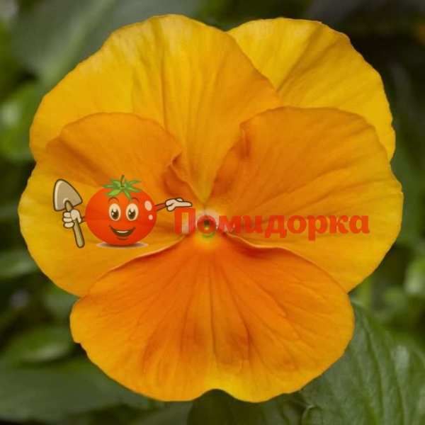Фиалка Pansy F1 (Viola x wittrockiana) Orange Blotch Kitano, Фасовка - 100 семян