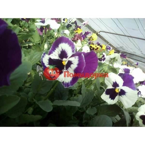 Фиалка Pansy F1 (Viola x wittrockiana) Purple Bicolour Kitano, Фасовка - 500 семян