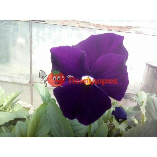 Фиалка Pansy F1 (Viola x wittrockiana) Purple Kitano, Фасовка - 500 семян