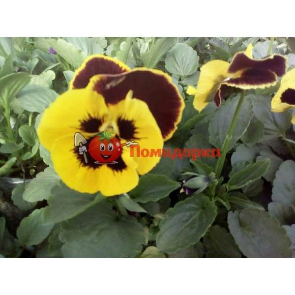 Фиалка Pansy F1 (Viola x wittrockiana) Red Wing Kitano, Фасовка - 500 семян