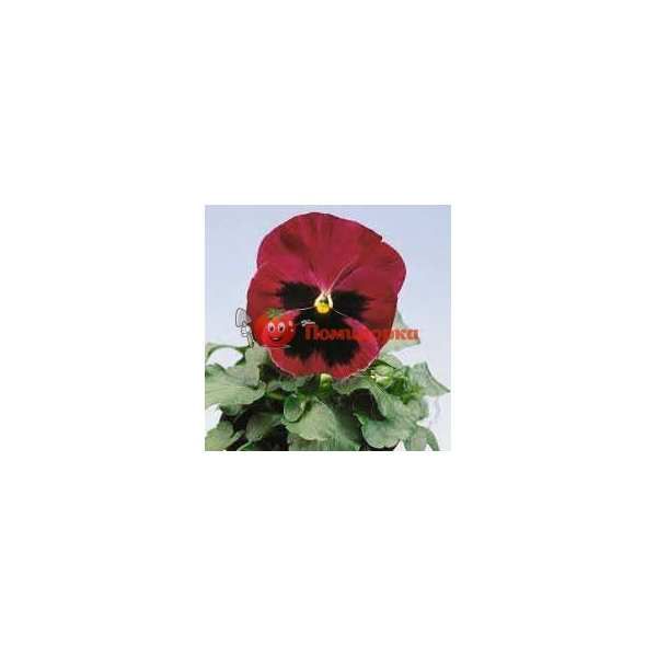 Фиалка Pansy F1 (Viola x wittrockiana) Rose Blotch Kitano, Фасовка - 500 семян