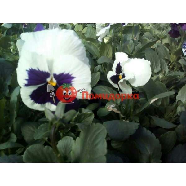Фиалка Pansy F1 (Viola x wittrockiana) White Blotch Kitano, Фасовка - 500 семян