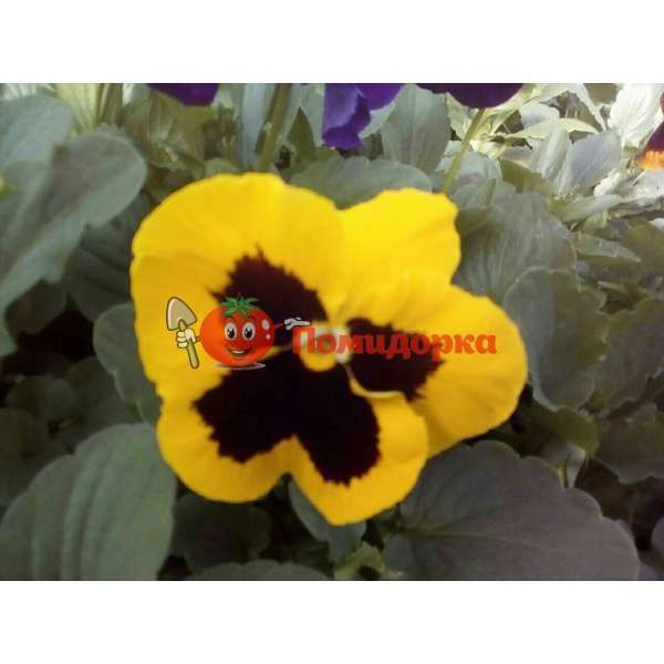 Фиалка Pansy F1 (Viola x wittrockiana) Yellow Blotch Kitano, Фасовка - 100 семян