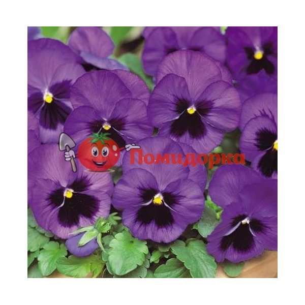 ФИАЛКА Pansy F1 (Viola x wittrockiana), Фасовка - 500 семян