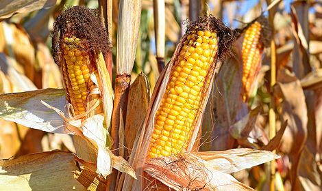 Семена кукурузы ГРАН 6, ФАО 300 (ВНИС) (2022г)