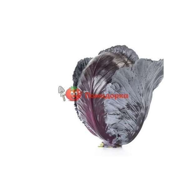 Капуста краснокочанная РЕД ХАРИЗМА F1 | RED CHARIZMA F1 Rijk Zwaan, Фасовка - 1000 семян