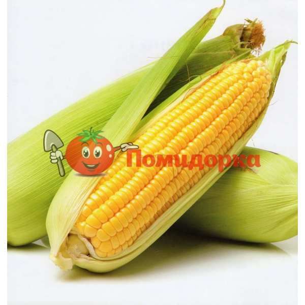 Кукуруза сахарная СВИТСТАР F1 | SWEETSTAR Syngenta, Фасовка - 100 000 семян