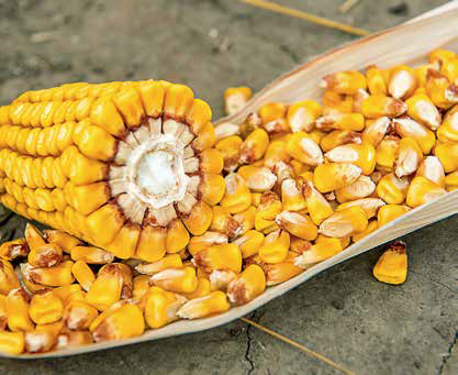 Семена кукурузы ЛГ 30315, ФАО 280 (Limagrain) ПОНЧО