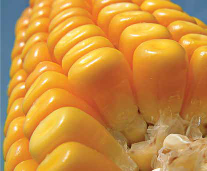 Семена кукурузы ЛГ 3350 Пончо