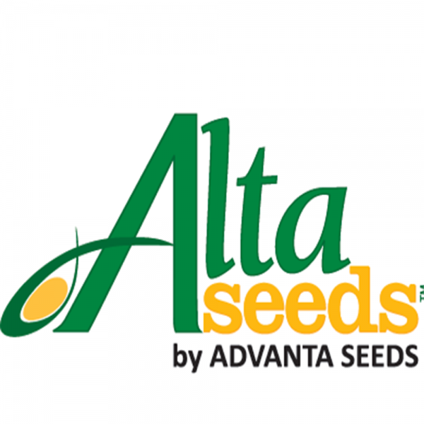 Семена проса Нутрифилд (фунгицид+инсектицид+антидот)(Альта Сидз)