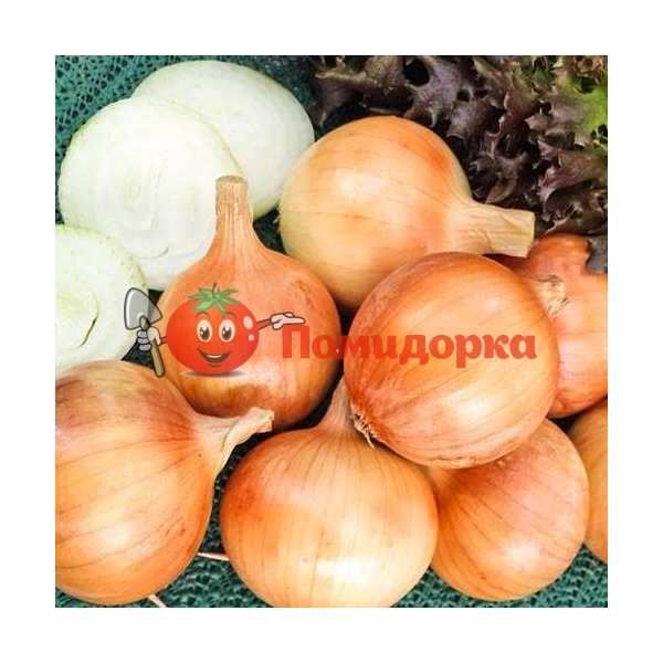 Лук ХАЛЦЕДОН Элитный ряд 25 г, Фасовка - 25 грамм