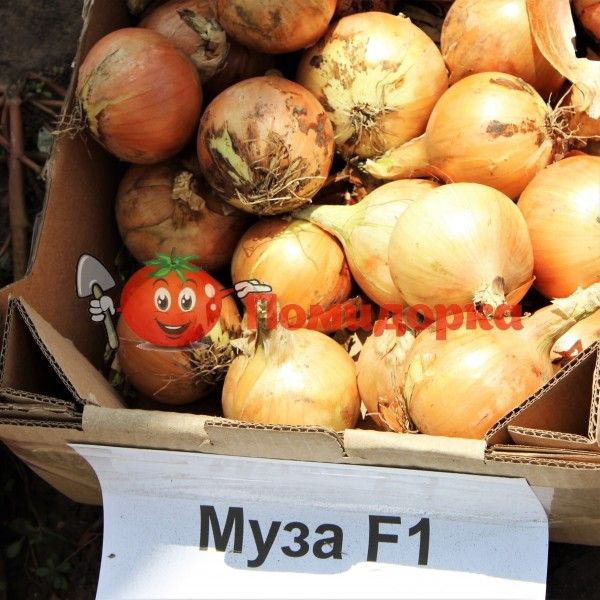Лук МУЗА F1 | MUZA F1Cora seeds, Фасовка - 250 000 семян