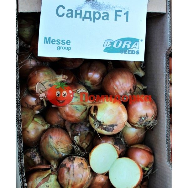Лук САНДРА F1 | SANDRA F1 Cora seeds, Фасовка - 250 000 семян
