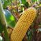 Насіння кукурудзи LUKAKU (ЛУКАКУ)