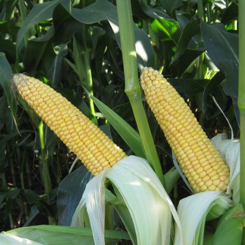 Семена кукурузы MAS 10.A (МАС 10.А), ФАО 180 (MAS Seeds) МАКСИМ XL