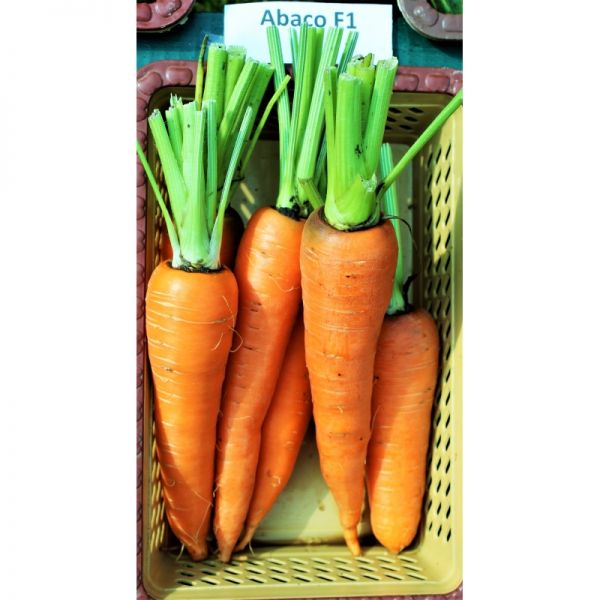 Морковь АБАКО F1 1,8-2,0 |ABAKO F1 Seminis, Фасовка - 1 000 000 семян