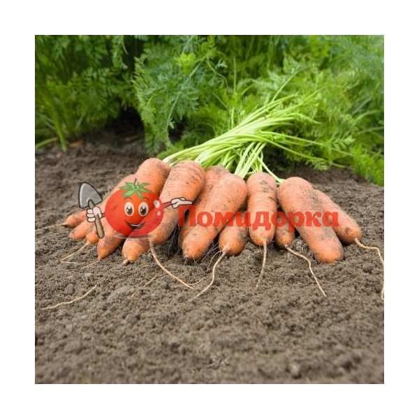 Морковь КАРИНИ | KARINI Bejo, Фасовка - 500 грамм