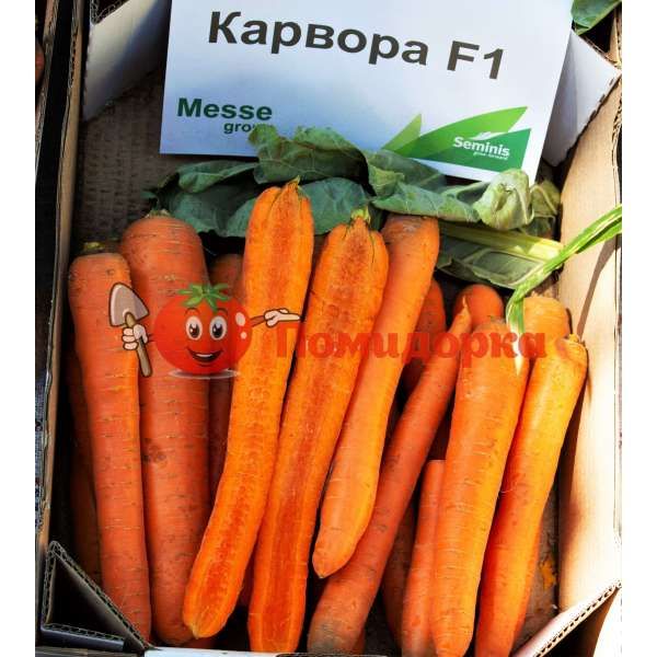 Морковь КАРВОРА F1 | CARVORA F1Seminis, Фасовка - 200 000 шт