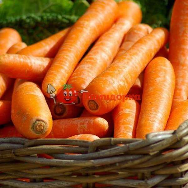 Морковь МАТЧ F1 | MATCH F1 Сlause, Фасовка - 10 000 семян