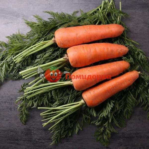 Морковь МИРАФЛОРЕС F1 | MIRAFLORENS F1 Clause ( 1,4-1,6 ), Фасовка - 500 000 семян
