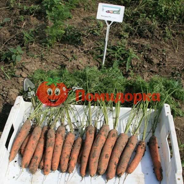 Морковь НАТУНА F1 | NEWHALL F1 Bejo, Фасовка - 1 000 000 семян фр.(2.2-2.4)