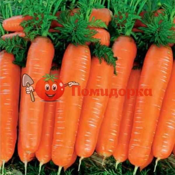Морковь НИАГАРА F1 | NIAGARA F1 Bejo, Фасовка - 1 000 000 семян фр.(2.2-2.4)
