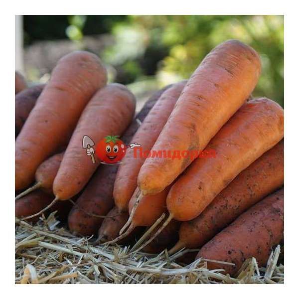 Морковь САТУРНО F1 | SATYRNO F1 Clause, Фасовка - 25 000 семян