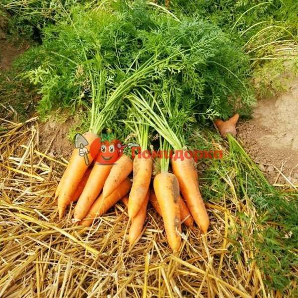 Морковь СКАРЛА | SCARLA Сlause, Фасовка - 0,5 кг
