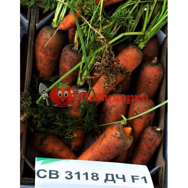 Морковь СВ 3118 F1 Seminis (1.6-1.8), Фасовка - 1 000 000 семян