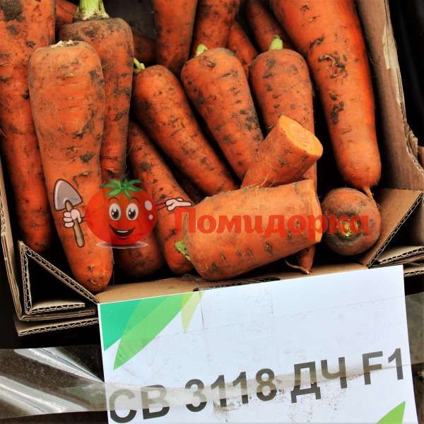 Морковь СВ 3118 F1 Seminis (1.8-2.0), Фасовка - 1 000 000 семян