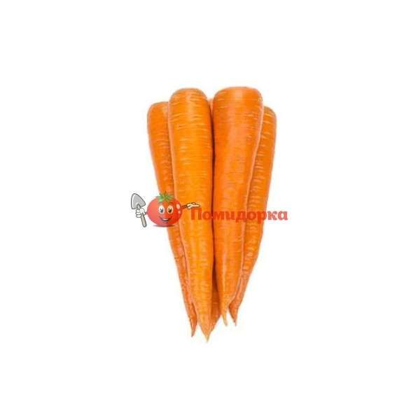 Морковь ВАРМИЯ F1 | WARMIA F1 Rijk Zwaan (калибр 1.6-1.8), Фасовка - 100 000 семян