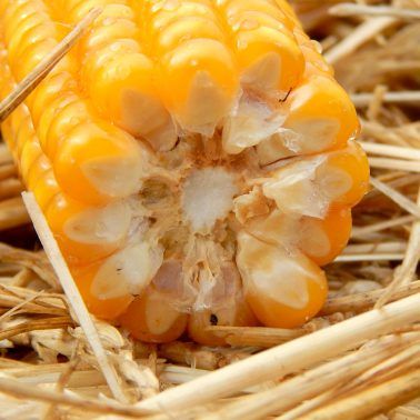 Семена кукурузы MV 170